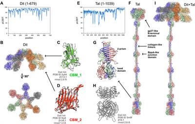 Present Impact of AlphaFold2 Revolution on Structural Biology, and an Illustration With the Structure Prediction of the Bacteriophage J-1 Host Adhesion Device